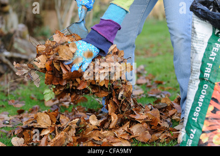 Gärtner setzen lässt im Plastiksack, Blatt Form Kompost, UK, Dezember zu machen. Stockfoto