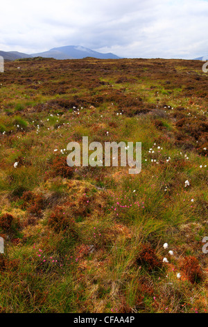 Ling, gemeinsame Heizung, Calluna Vulgaris, Erica, Erika, Great Britain, Durness, Heather, moor, Highland, Highland, Highlands, Himmel Stockfoto