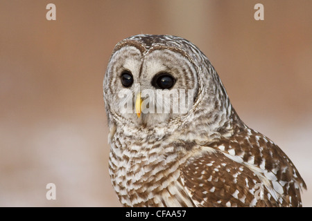 Nahaufnahme von einem Streifenkauz (Strix Varia). Stockfoto