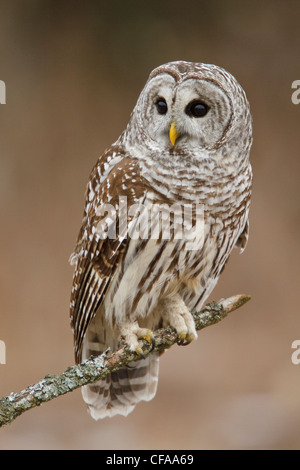 Streifenkauz (Strix Varia) thront auf einem Ast. Stockfoto