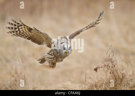 Streifenkauz (Strix Varia) auf der Jagd nach Beute. Stockfoto