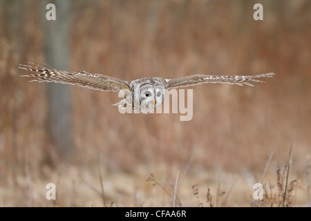 Streifenkauz (Strix Varia) auf der Jagd nach Beute. Stockfoto