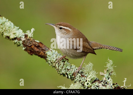 Bewick ´s Wren (Thryomanes Bewickii) thront auf einem Ast. Stockfoto