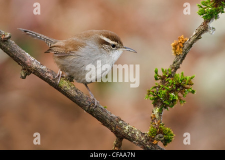 Bewick ´s Wren (Thryomanes Bewickii) thront auf einem Ast. Stockfoto