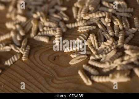 Nahaufnahme von gewalzten Gnocchi Teig Stockfoto