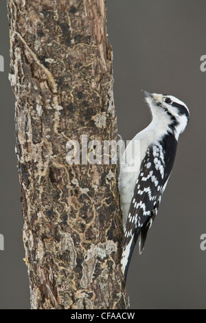 Weibliche Dunenspecht (Picoides Pubescens) thront auf einem Baumstamm. Stockfoto