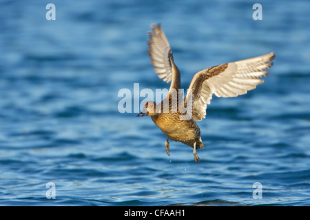 Weibliche Pintail oder nördlichen Pintail Ente (Anas Acuta) Landung auf dem Wasser. Stockfoto