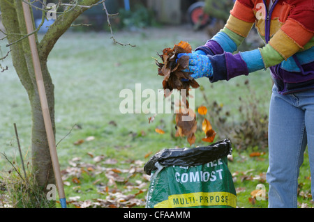 Gärtner setzen lässt im Plastiksack, Blatt Form Kompost, UK, Dezember zu machen. Stockfoto