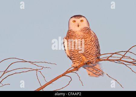 Schnee-Eule (Bubo Scandiacus) thront auf einem Ast. Stockfoto