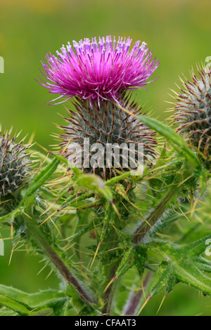 Schottische Distel, Blume, Schottland Stockfoto, Bild 67944696 Alamy