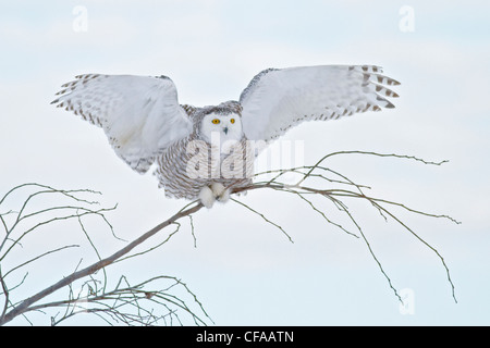 Schnee-Eule (Bubo Scandiacus) thront auf einem Baum und die Jagd nach Beute. Stockfoto