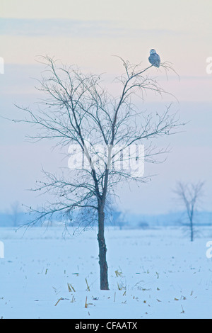 Schnee-Eule (Bubo Scandiacus) thront auf einem Baum. Stockfoto