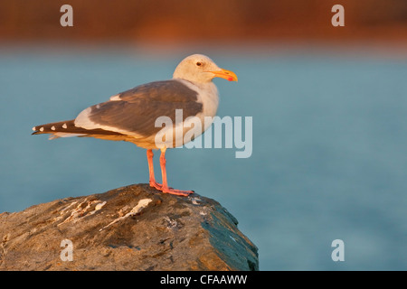 Western-Möwe (Larus Occidentalis) thront auf einem Felsen. Stockfoto