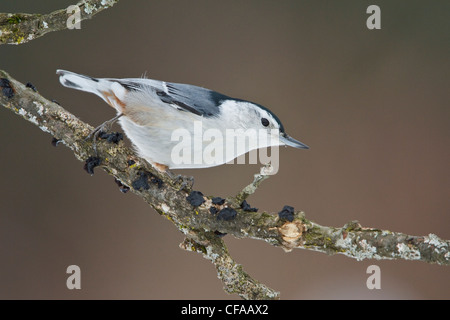 Weißer-breasted Kleiber (Sitta Carolinensis) thront auf einem Ast. Stockfoto