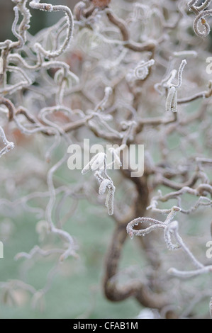 Korkenzieher-Hasel, Corylus Avellana Contorta Nahaufnahme von Filialen und Kätzchen an einem frostigen Morgen, Januar Stockfoto