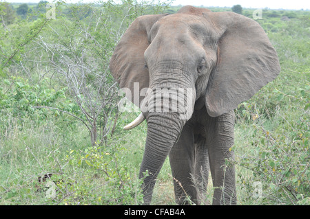 einzelne Tusker Elefant (Vorderansicht) im Krüger-Nationalpark Stockfoto