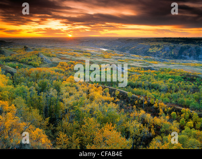 Herbst Farben trockene Insel Buffalo Jump Provincial Park, Alberta, Kanada. Stockfoto