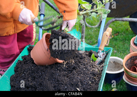 Gärtner entfernen alte Geranien Pflanzen und Kompost aus Töpfen, Dezember, UK Stockfoto