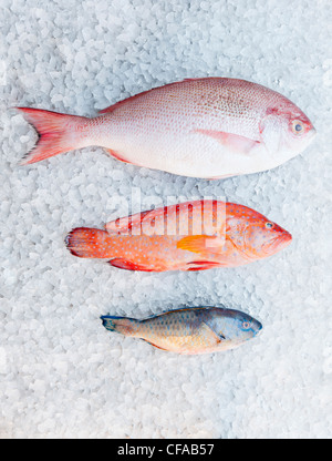 Sorten von Fisch auf Eisbett Stockfoto