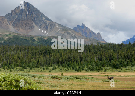 Südliche Berg Woodland Caribou Rangifer Stockfoto