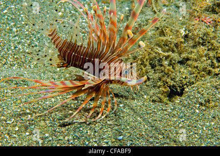 Juvenile Rotfeuerfische, Lembeh Straße, Manado, Indonesien Stockfoto