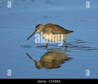 Kurz-billed Dowitcher (Limnodromus früh) sucht nach Nahrung in flachen Teich. Stockfoto