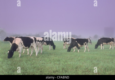 Holstein Molkerei Vieh (Bos Taurus) in nebligen Weide in Saskatchewan, Kanada. Stockfoto