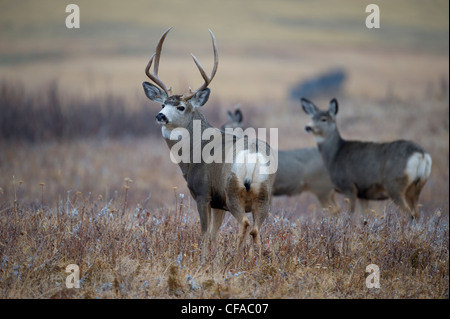 Maultierhirsch (Odocoileus Hemionus) Männchen mit Weibchen. Südwestlichen Alberta, Kanada. Stockfoto