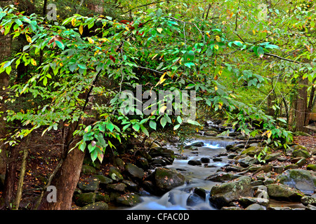 Roaring Fork Creek, Great Smoky Mountain National Park, Tennessee, USA. Stockfoto