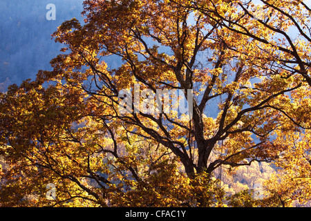 Baum im Herbst Blätter in Great Smoky Mountains National Park, Tennessee, USA. Stockfoto