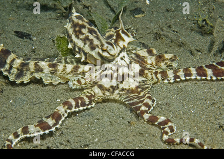 Mimic Octopus, Lembeh Straße, Manado, Indonesien Stockfoto