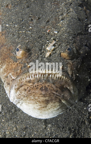 Stargazer, Lembeh Straße, Manado, Indonesien Stockfoto