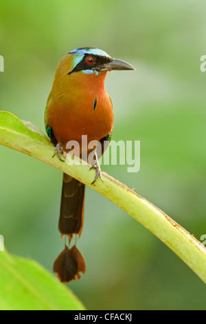 Blau-gekrönter Motmot (Momotus Momota) thront auf einem Ast in Trinidad und Tobago. Stockfoto