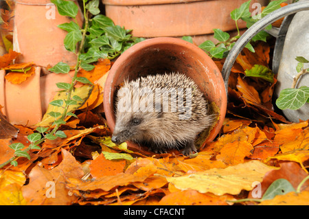 Igel (Erinaceus Europaeus) Nahrungssuche im Stadtgarten unter Terrakotta-Töpfe und Herbstlaub. UK Stockfoto