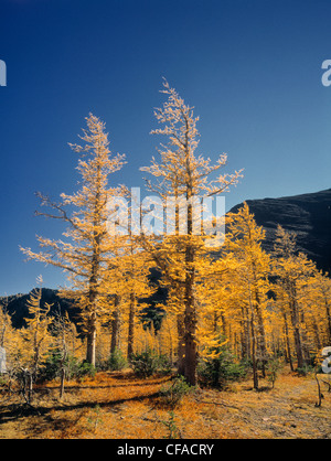 Upper Lake Rowe und Lärchen im Herbst, Waterton Lakes National Park, Alberta, Kanada. Stockfoto