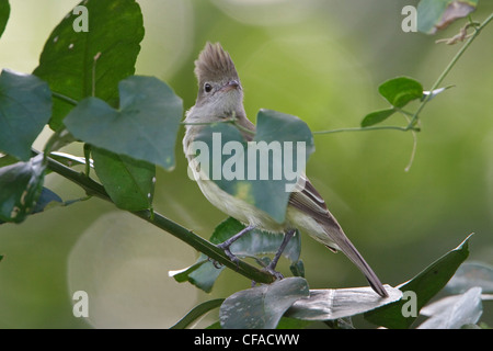 Bauche Elaenia (Elaenia Flavogaster) thront auf einem Ast in Trinidad und Tobago. Stockfoto