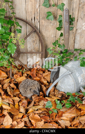 Igel (Erinaceus Europaeus) Nahrungssuche im Stadtgarten unter Terrakotta-Töpfe und Herbstlaub. UK Stockfoto