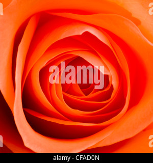 Nahaufnahme des Zentrums der orangen Rose. Stockfoto