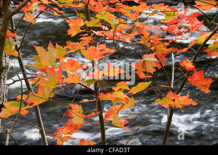 Ahorn-Blätter zeigen ihre Herbstfarben vor dem Hintergrund des Flusses Habichtsbitterkraut, Algonquin Provincial Park, Ontario, Kanada. Stockfoto