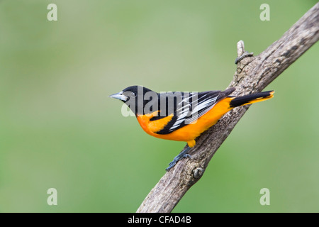 Baltimore Oriole (Ikterus Galbula), während Frühjahrszug, "Rondeau" Provincial Park, Ontario, Kanada. Stockfoto