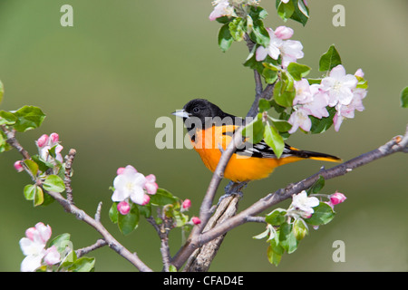 Baltimore Oriole (Ikterus Galbula), während Frühjahrszug, "Rondeau" Provincial Park, Ontario, Kanada. Stockfoto