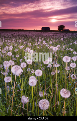 Ein Feld von Löwenzahn bei Sonnenuntergang, Löwenkopf, Bruce Peninsula, Ontario, Kanada. Stockfoto