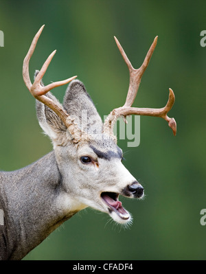 Buck-Maultier-Rotwild mit Geweih, Waterton Lakes National Park, Alberta, Kanada. Stockfoto