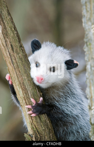 Virginia Opossum (Didelphis Virginiana) klammert sich an Baum im Winter Point Pelee National Park, Ontario, Kanada. Stockfoto