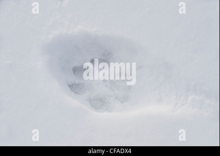 Grauer Wolf (Canis Lupus) Spuren im frischen Schnee. Südwestlichen Alberta, Kanada. Stockfoto