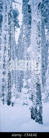 Lodpole Kiefer und subalpine Tannenwald nach einem Schneesturm, McDonald Pass Little Fort, Britisch-Kolumbien Stockfoto