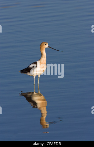 Amerikanische Säbelschnäbler (Recurvirostra Americana), Bärenfluss Migratory Bird Zuflucht, Utah. Stockfoto