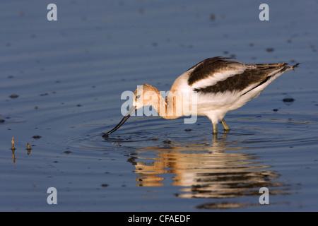 Amerikanische Säbelschnäbler (Recurvirostra Americana), Nahrungssuche, Bärenfluss Migratory Bird Zuflucht, Utah. Stockfoto