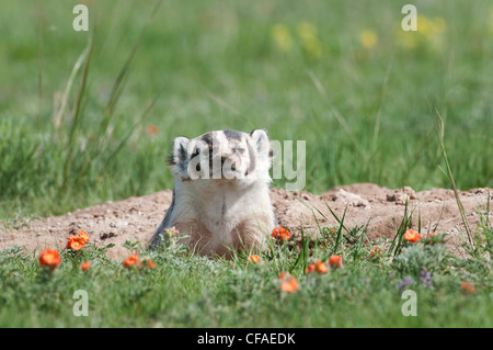 Amerikanischer Dachs Taxidetaxus Fuchsbau scarlet Stockfoto