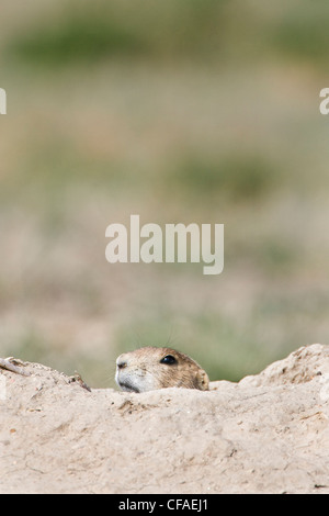 Schwarz-angebundene Präriehund (Cynomys sich), an Burrow, Pueblo West, Colorado. Stockfoto